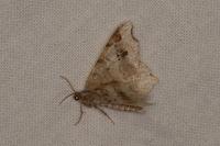 Macaria alternata