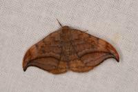 Drepana curvatula