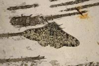 Biston betularia