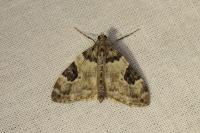 Thera vetustata
