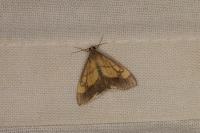 Evergestis limbata