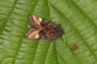 Euplexia lucipara