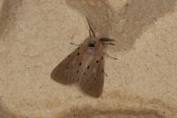 Diaphora mendica