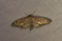 Anania lancealis