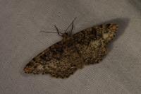 Parectropis similaria