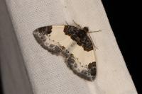 Mesoleuca albicillata