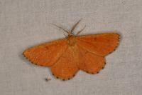 Angerona prunaria