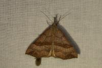 Hypena proboscidalis