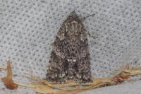 Acronicta rumicis