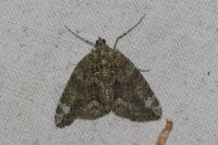 Chloroclysta siterata