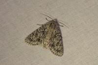 Acronicta aceris