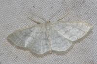Idaea subsericeata