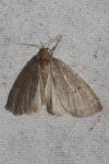 Ochropacha duplaris