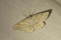 Perconia strigillaria