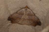 Laspeyria flexula