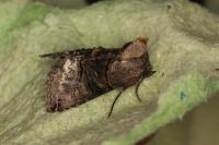 Abrostola tripartita
