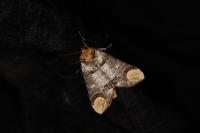 Phalera bucephala