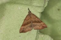 Hypena proboscidalis