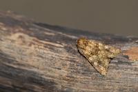 Conisania luteago olbiena
