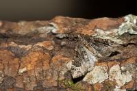 Ecliptopera silaceata