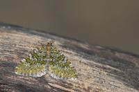 Euphyia frustata frustata