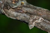 Lampropteryx suffumata