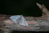 Lomographa temerata