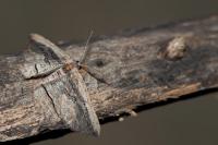 Menophra nycthemeraria
