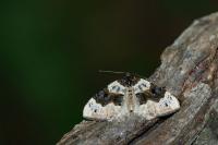 Cosmorhoe ocellata