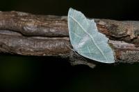 Campaea margaritaria