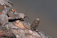 Agrotis cinerea