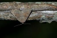 Odontopera bidentata