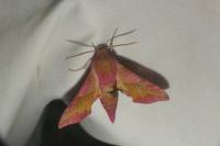 Deilephila porcellus
