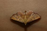 Endotricha flammealis