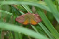 Lythria purpuraria