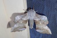 Laothoe populi