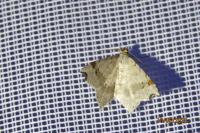 Macaria alternata