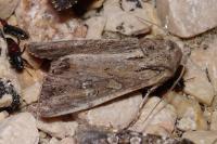 Mniotype solieri/occidentalis