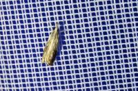 Catoptria verellus