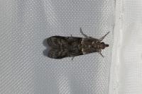 Acrobasis obliqua