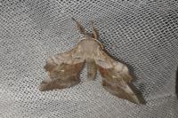 Laothoe populi