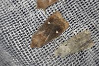 Eupsilia transversa