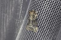Polyploca ridens