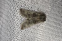 Achlya flavicornis