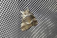 Drymonia dodonaea