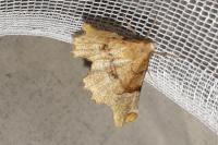 Selenia lunularia