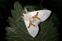 Leucodonta bicoloria