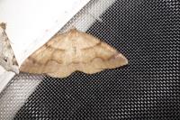 Plagodis pulveraria