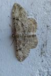 Peribatodes rhomboidaria rhomboidaria
