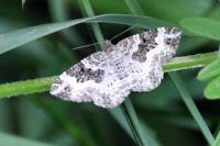 Epirrhoe alternata
